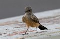 Say's Phoebe HY 2011_07_15_1554